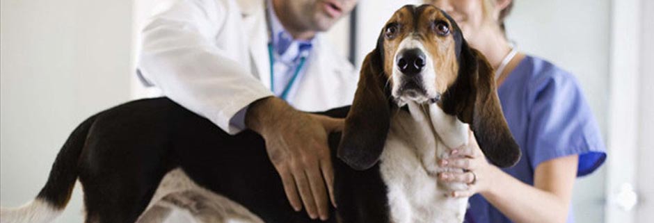 Лечение собак в ветеринарной клинике Мос-Вет 24 - Митино